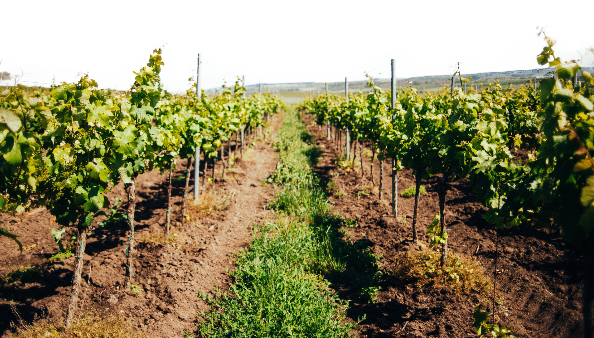 Něco o našich <span>vinicích</span>